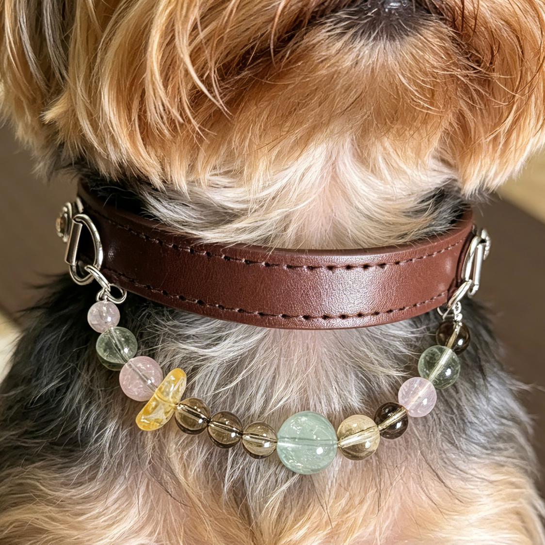 For Dogs