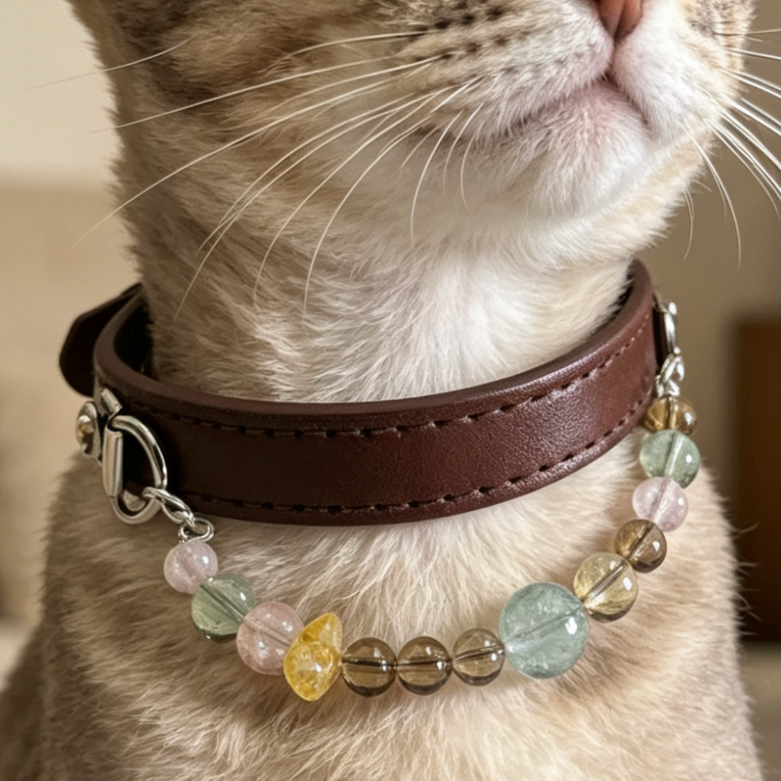 For Cats